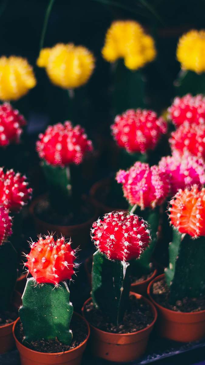 national spine & pain centers - reston assorted-color flower of cactus town center drive